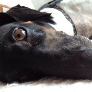 Meet your Posher, Simon